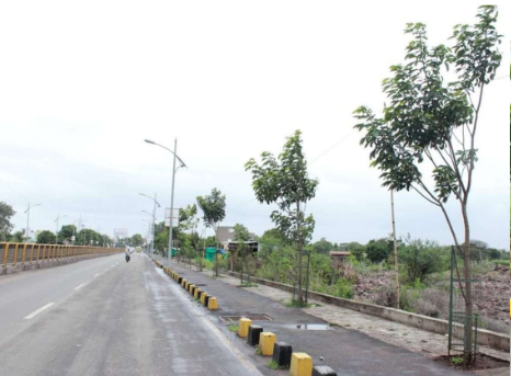 Avenue trees along Pune–Mumbai Road